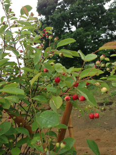 2013-07-05-06.45.06-2.jpg